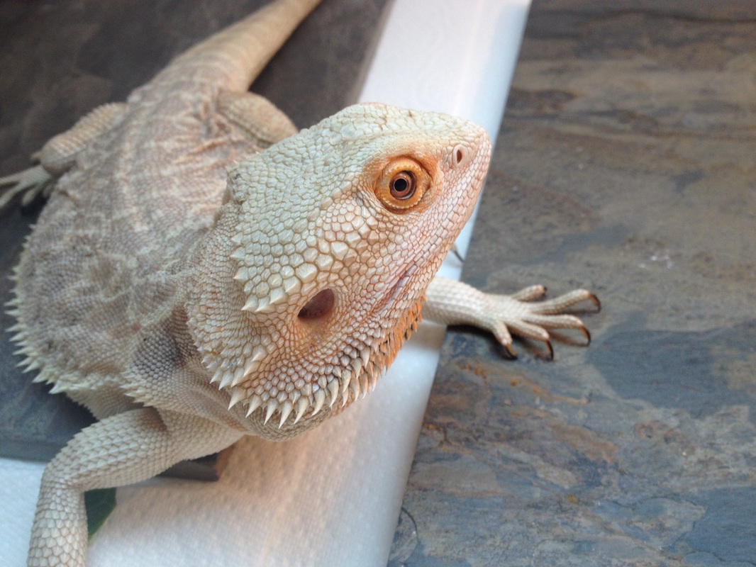 Bearded Dragon Colors And Patterns | Wallpapers Gallery