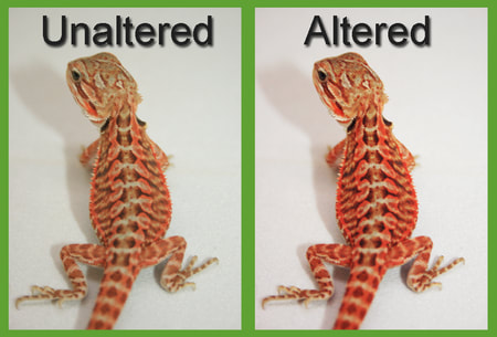 Bearded Dragon Morphs Colors Patterns